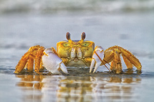 How to Fish for Crabs